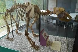 Malmerendi Museum of Natural Science